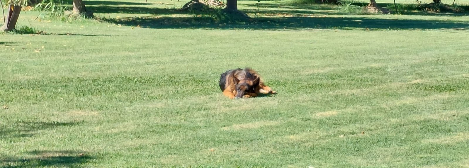 Perro descansando plácidamente en el pasto de un jardín